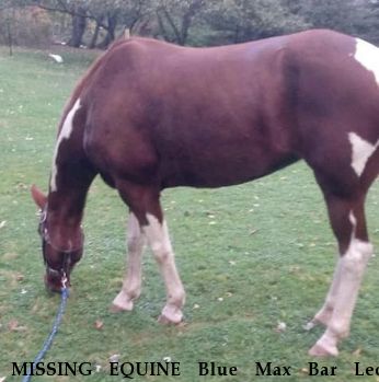 MISSING EQUINE Blue Max Bar Leo, $5000.00 REWARD CLOSED DECEASED Near Sagamore Hills, OH, 44067